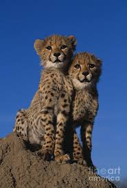 Koala baby pink cheetah leopard plush baby blanket lovey 30 x 40. Two Cheetah Cubs Photograph By Martin Harvey And Photo Researchers