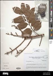 Image result for Asplenium buettneri