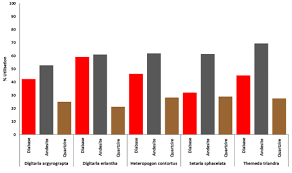 Image result for Digitaria argyrograpta