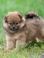 Pomchi Puppies For Sale - PomChi Dog Breed Profile ...