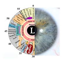 41 rigorous iris diagnosis chart