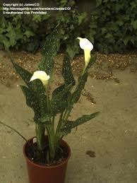 Image result for Zantedeschia albomaculata