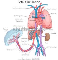Image result for Fetal Circulation