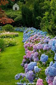 17 Dreamy Hydrangea Gardens That Are Giving Us Major Inspiration Southern Living Hydrangea Landscaping Hydrangea Garden Beautiful Gardens