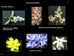 Image result for Oleaceae
