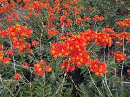 Image result for Dombeya shupangae