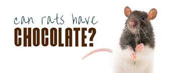 Mmm Chocolate Is It Safe To Give My Rat A Nibble Small Pet Select
