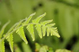 Image result for Christella dentata