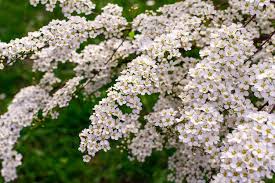 Image result for Spiraea prunifolia