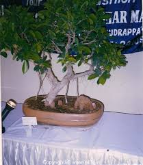 Sure, but there are probably better choices. Bonsai Miniature Trees Japanese Art Form Hobbies