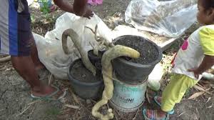 The Hunter Bonsai Cara Membuat Bonsai Dari Pohon Liar Finishing By Vawzy Tv
