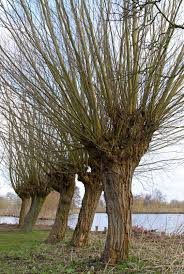 In the 1700s by nomenclature for this golden weeping tree is quite confusing. Ù…Ø®Ø²ÙˆÙ† ÙƒØ§Ø¨Ù„ Ø¬ÙŠÙ† Ø§ÙˆØ³ØªÙŠÙ† Salix Salix 14thbrooklyn Org