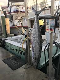 Honeymooner Lands Giant King Mackerel A Potential World Record
