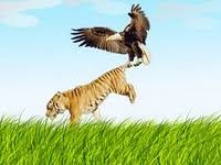 Harimau vs singa, siapa yang akan menang bila mereka bertarung satu lawan satu? Gambar Elang Vs Harimau