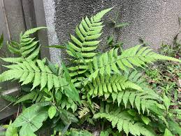 Image result for Christella