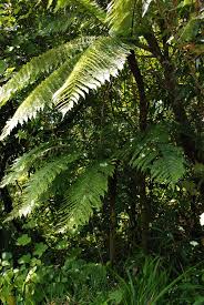Image result for Cyathea cf. humilis