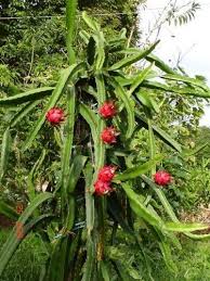 12 Weird Unusual Fruits Veggies You Can Grow At Home Cicek