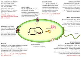 We did not find results for: Antibiotics Free Full Text Honey Another Alternative In The Fight Against Antibiotic Resistant Bacteria Html