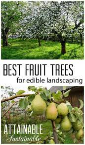 See more of edible fruit trees in florida on facebook. Fruit Trees For The Urban Garden Or Homestead Edible Landscaping For Small Spaces Edible Landscaping Fruit Garden Growing Fruit Trees