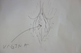 We Asked Men to Draw Vaginas