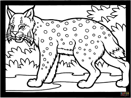The book has pages on the. Canada Lynx Coloring Page Coloring Home