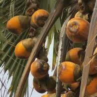 Image result for Fadogia variifolia