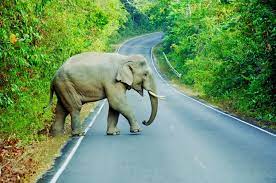 Phi phi island speedboat excursion. Khao Yai Nationalpark In Thailand Urlaubsguru