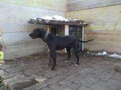 Puppies for sale near kentucky your search returned the following puppies for sale. Pedigree Database Kentucky S Zira S Fejt