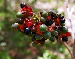 Image result for Ochna natalitia
