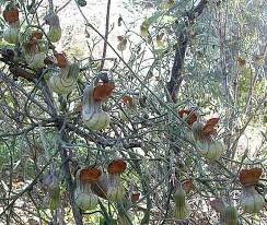 Jun 08, 2021 · vines and climbers for your garden plants can provide shade, cover a wall or climb a tree. Pictures And Descriptions Of Native Vines