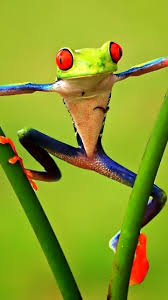 Grows to the size of a human fist and eats frogs smaller than it. Frog Iphone Wallpapers Top Free Frog Iphone Backgrounds Wallpaperaccess