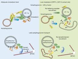 Image result for Blue Cosmo 2008 146