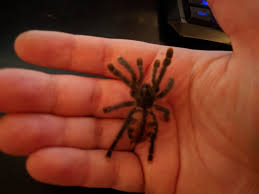 Shop unique tarantula pictures baby bodysuits from cafepress. Baby Tarantula Album On Imgur
