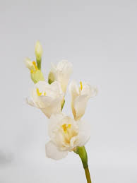 Hibiscus petals are extensively used as a vegetable in andhra, burmese, india and the philippines. Artificial Freesia Stem Cream Desflora