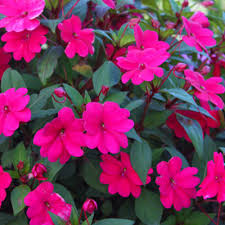 Image result for Impatiens keilii