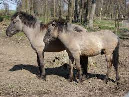 Der letzte tarpan in odenkirchen | zoos.media. Heck Horse Wikipedia