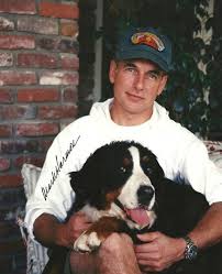Mark Harmon Bernese Mountain Dog Puppy Mountain Dogs Bernese Mountain Dog