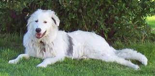 How Big Will A Border Collie Great Pyrenees Mix Get