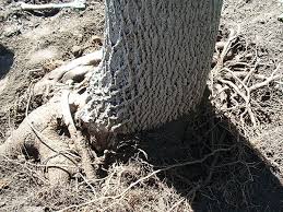 Check spelling or type a new query. Root Zone Excavation Of Stem Girdling Roots Buckley Tree Service