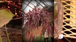 Image result for Euphorbia ramulosa