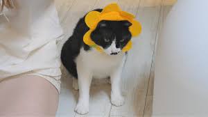 Maybe you would like to learn more about one of these? Rachel Jun On Twitter We Deeply Upset Our Cats By Turning Them Into Beautiful Flowers Https T Co Uz7ljwwsjr