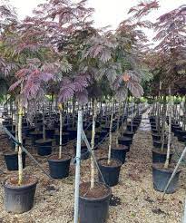 Native across much of asia, from iran to japan, the silk tree was. Albizia Julibrissin Summer Chocolate Albizia Productinformatie Albizia Albizia Specialist Overloon
