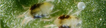 Spider mites are a common problem. How To Identify And Manage Spider Mites Newpro
