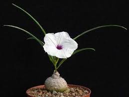 Image result for Ipomoea welwitschii
