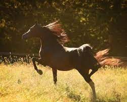 Horse Of The Desert Bedouin Trowbridges Ltd