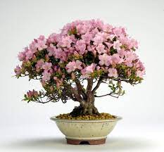 Check spelling or type a new query. Azalea Bonsai Tree Care Guide Rhododendron Indicum Bonsai Tree Gardener