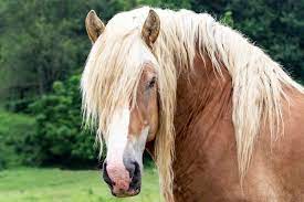 He can be ridden at the walk trot and canter with an. Belgian Horses Genetically Predisposed To Developing Ocular Cancer Type The Horse