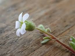 Image result for Tridactyle tridactylites