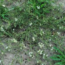 Image result for Orthanthera jasminiflora