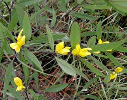 Image result for Crotalaria lanceolata